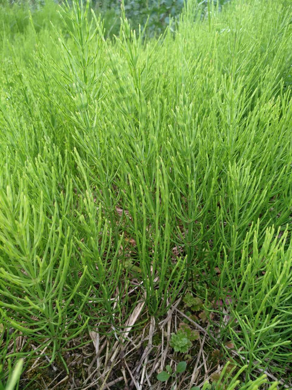 来自哈出logo无麻溜的霸都圈